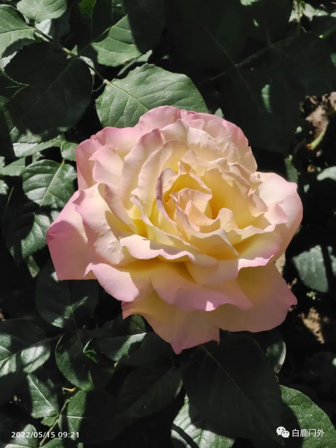 微信公众号首篇模板,微信公众号怎么看头条历史