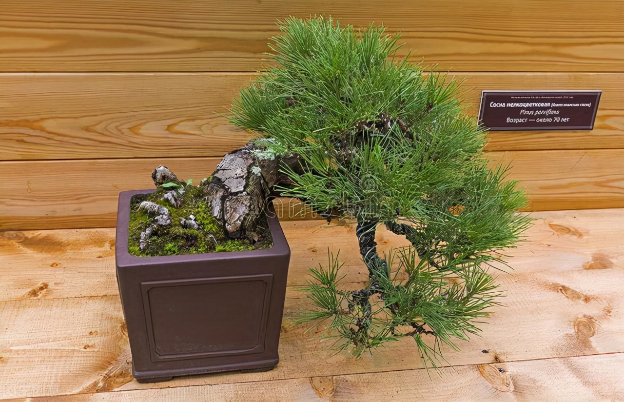 榛戞澗鐩嗘櫙鎬庝箞鍒朵綔閫犲瀷濂界湅 (榛戞澗灏忕泦鏅殑鍒朵綔鏂规硶鍥剧墖)