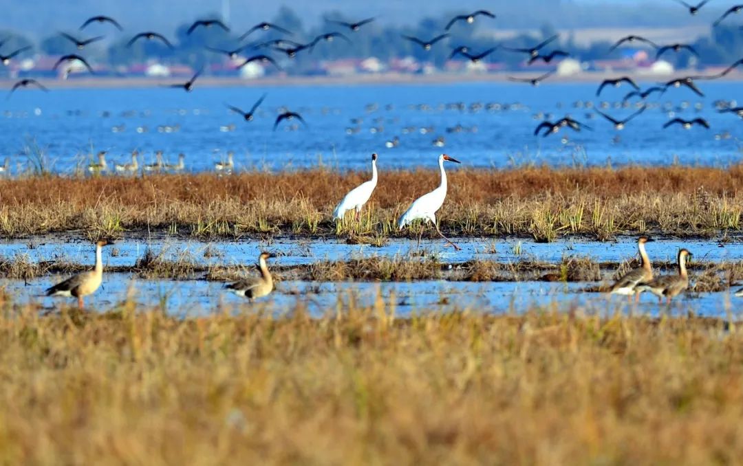 周末去哪玩推荐沈阳,周一游玩沈阳攻略