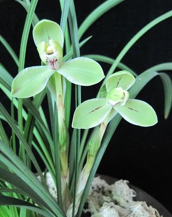 兰花宋梅的故事,宋梅故事