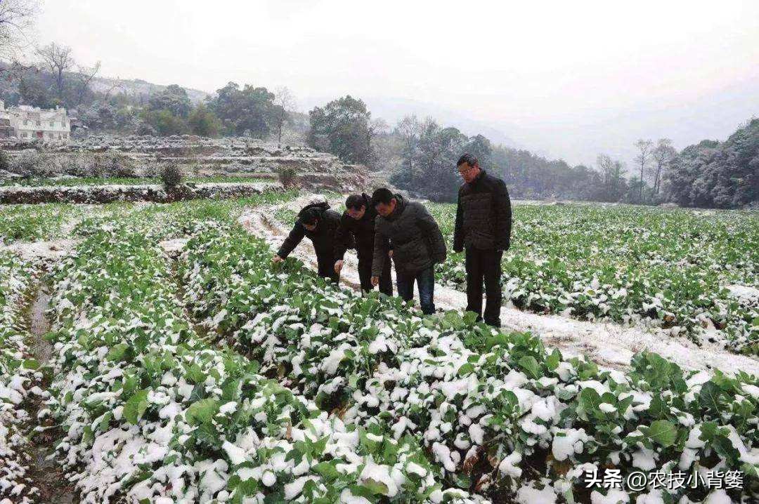 预防作物冻害最好的防冻剂,植物冻害了还能用防冻剂吗