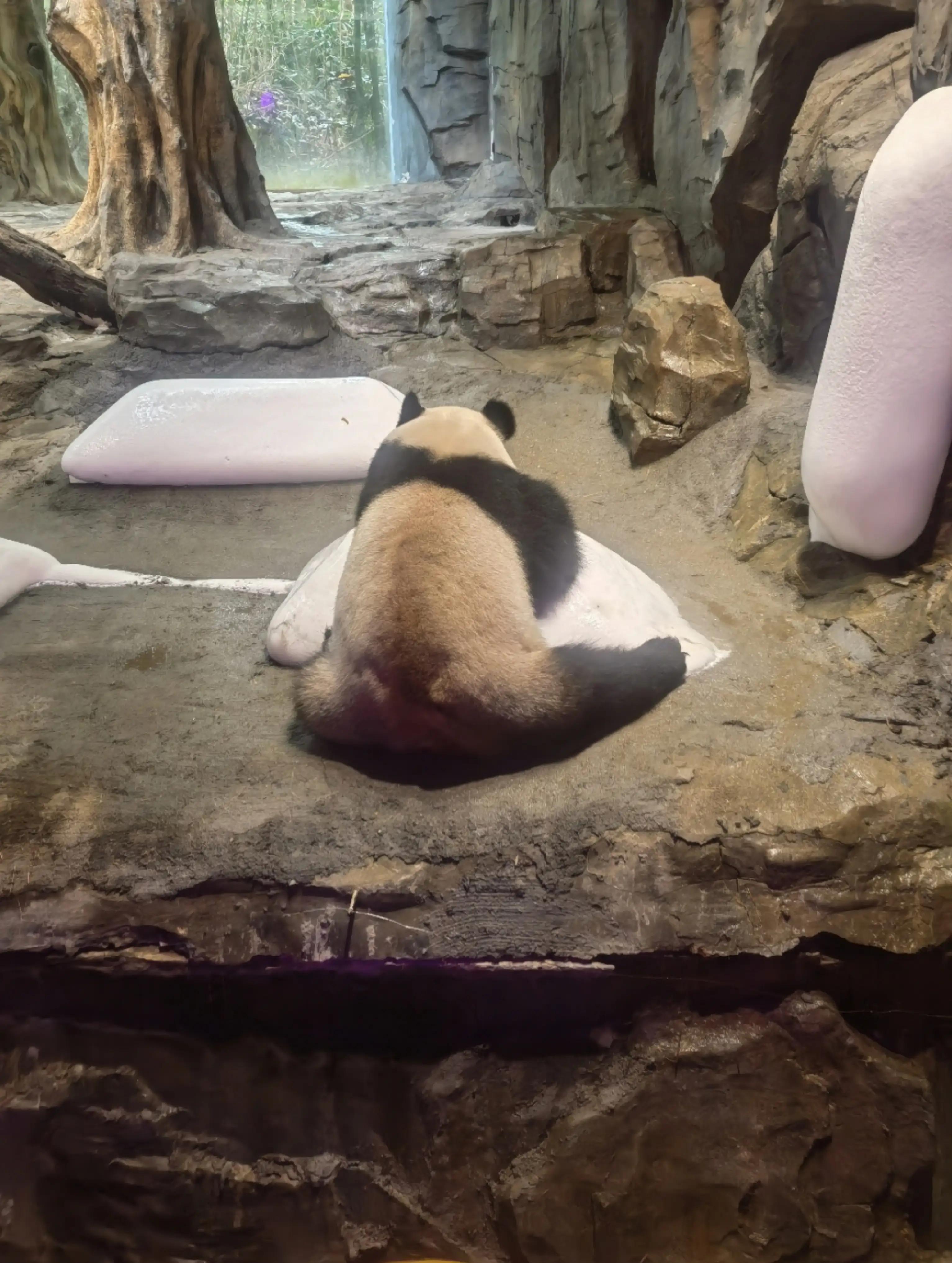 世界上唯一的夜间野生动物园,中国最好的北极熊动物园