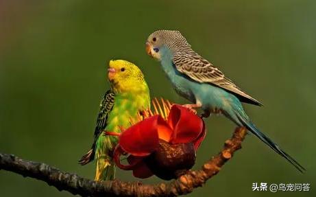 鹦鹉撞出脑震荡什么反应,牡丹鹦鹉脑震荡表现