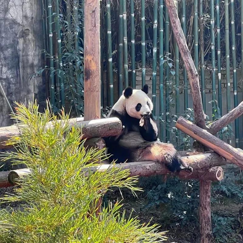 丫丫回国后有别的大熊猫去美国吗,大熊猫回国的丫丫现在怎么样了