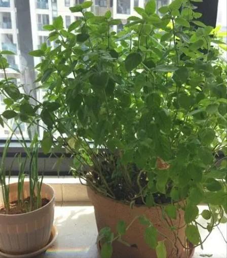 家里长一盆薄荷的好处,家里养一盆薄荷有什么好处