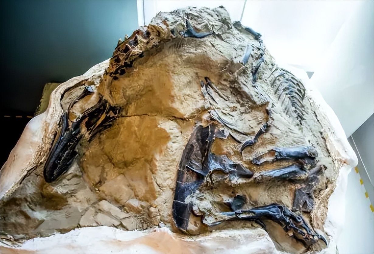 各种古生物化石图片,神秘的地球古生物昆虫化石