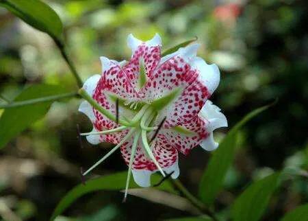 绽放的百合花,绽放的百合花32