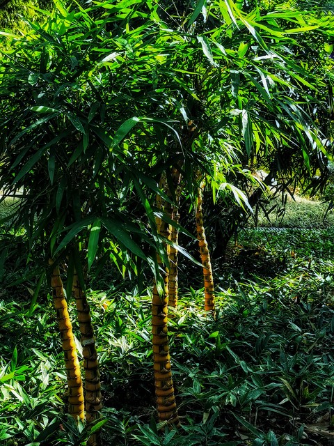 罗汉竹盆景,罗汉竹