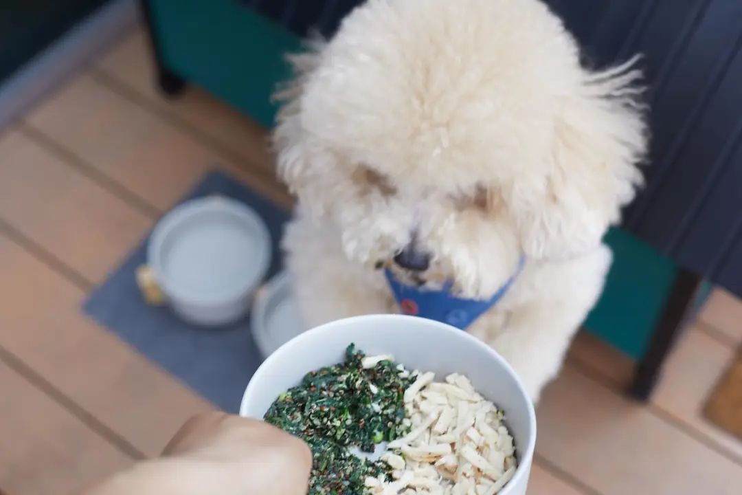 魔都宠物天地,魔都周边宠物友好景区