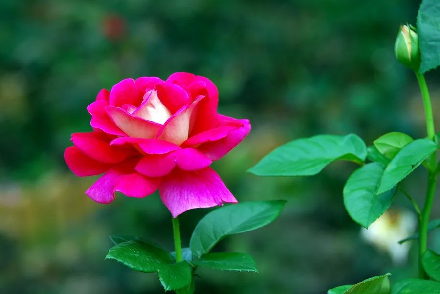 月季花的优美诗词歌赋,月季花诗词经典名句