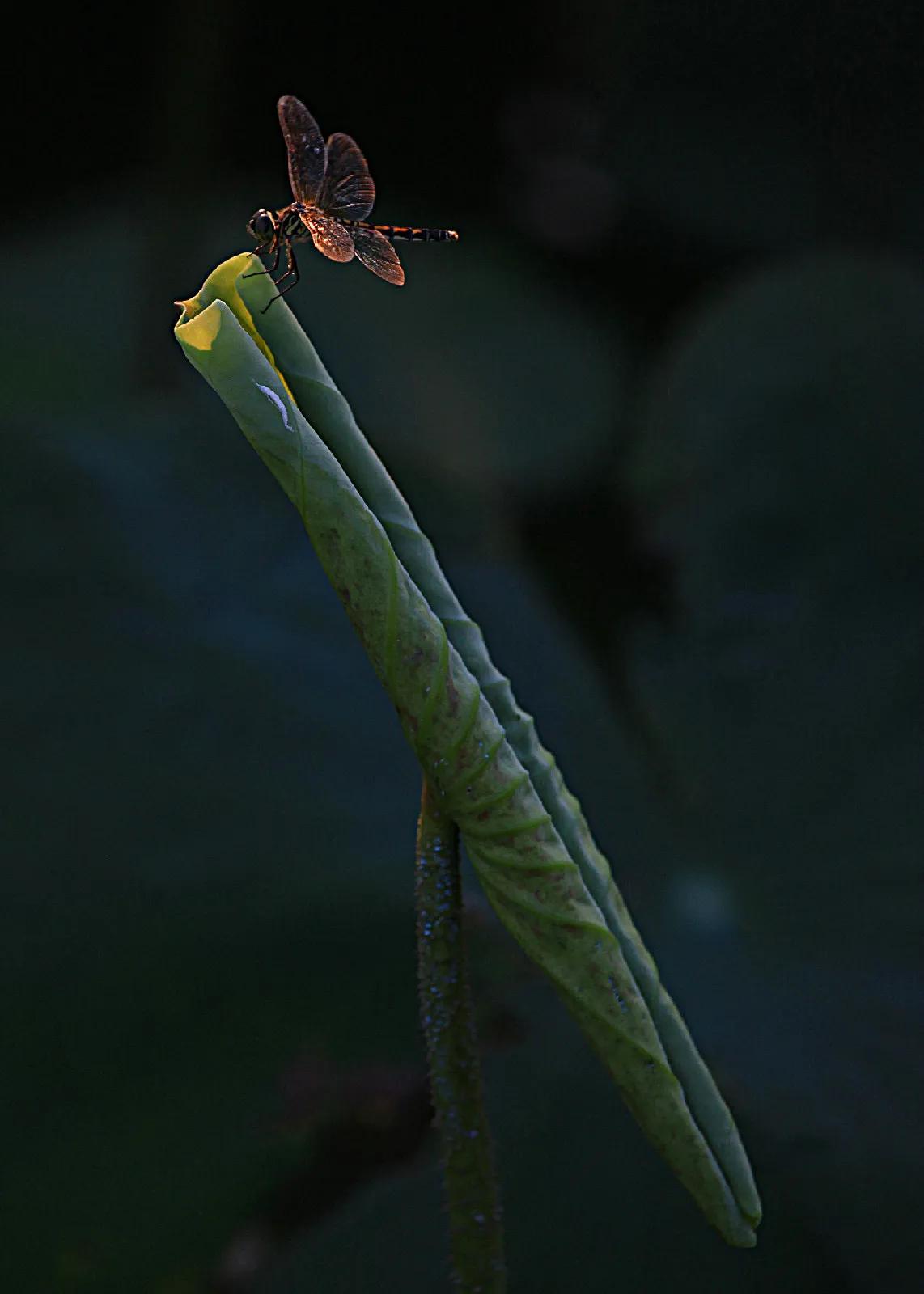 苏州古典园林世界文化遗产介绍,苏州古典园林世界文化遗产