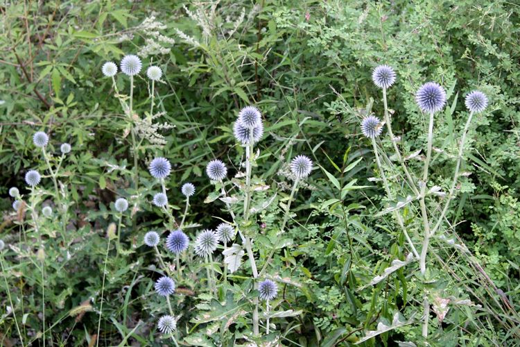 山东青州黄花溪景区图片,山东九寨沟黄花溪