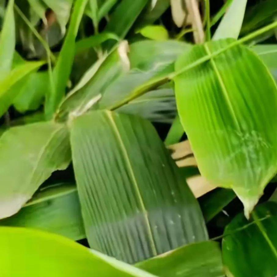 端午节到了包粽子,端午节包粽子的粽叶哪里来