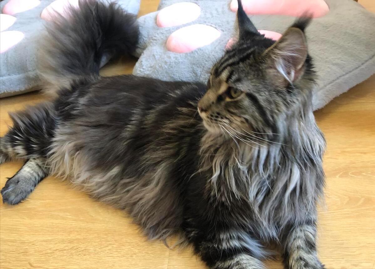 养猫我劝你养中华狸花猫,养巨型缅因猫的感受