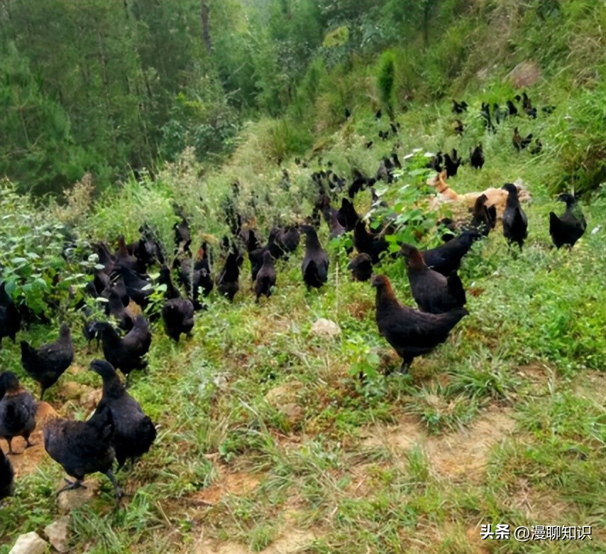 鸡源欧文氏菌是什么？关于它的分离鉴定及耐药基因检测