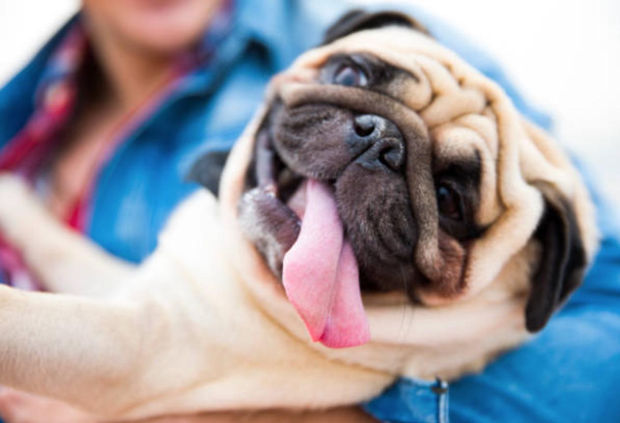 巴哥犬的优点和缺点,巴哥犬的五大优点和缺点