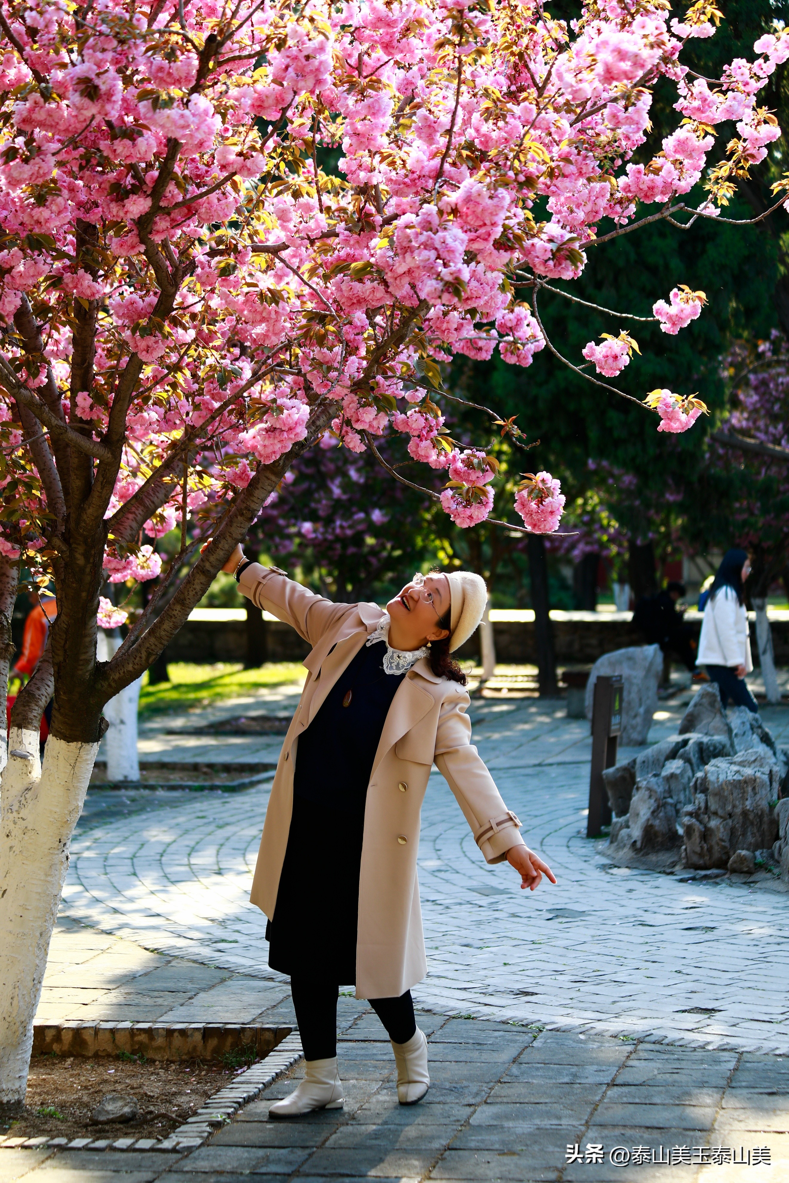 山亭寺沟樱花,定山溪樱花