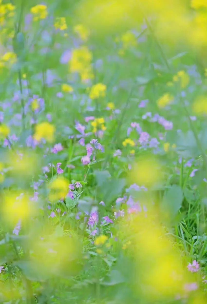 纳兰性德经典诗词风一更雪一更,纳兰性德经典诗词谁念西风独自愁