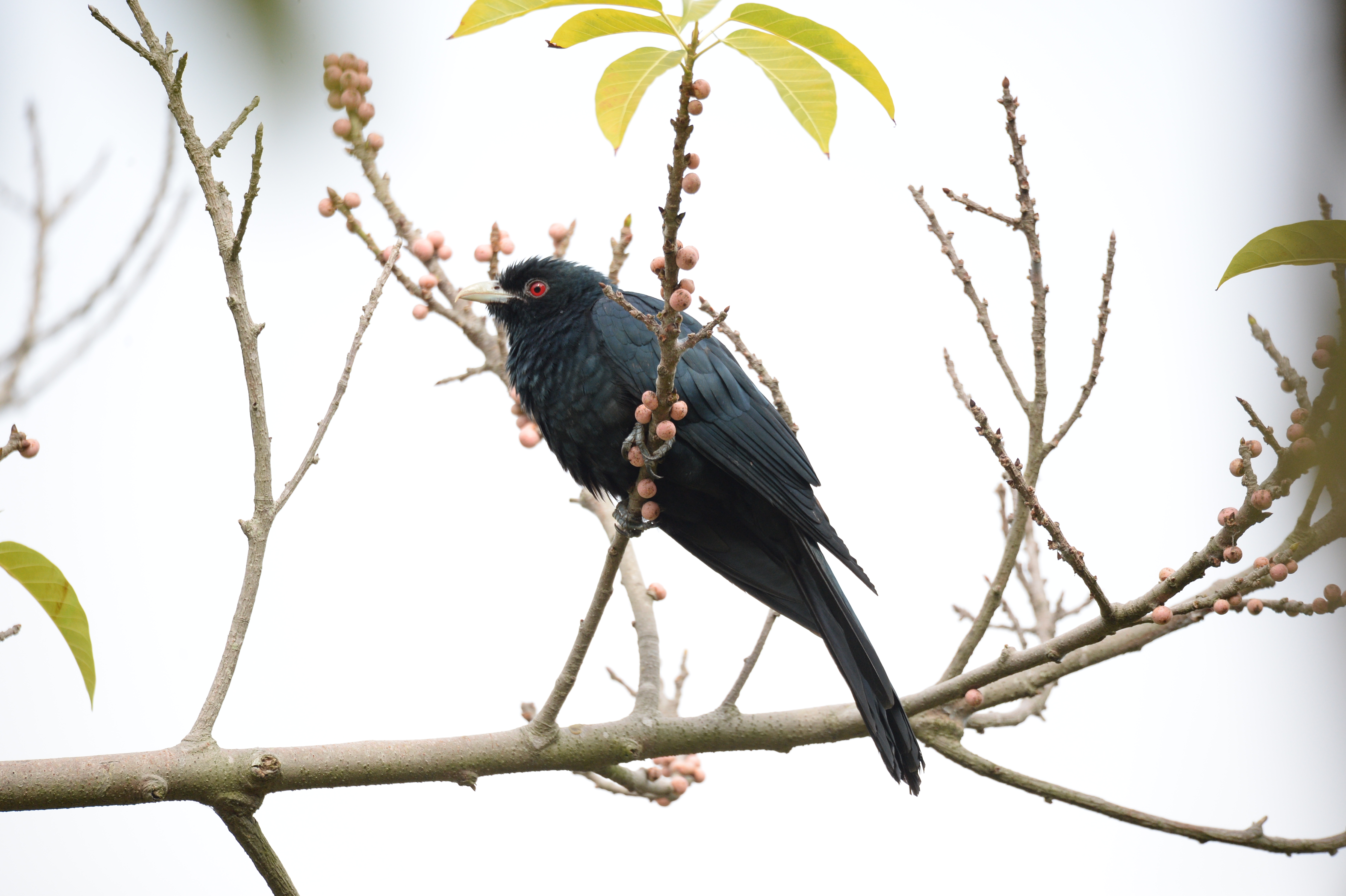 荐读|噪鹃清晨鸣叫扰人眠建议大家这样做……