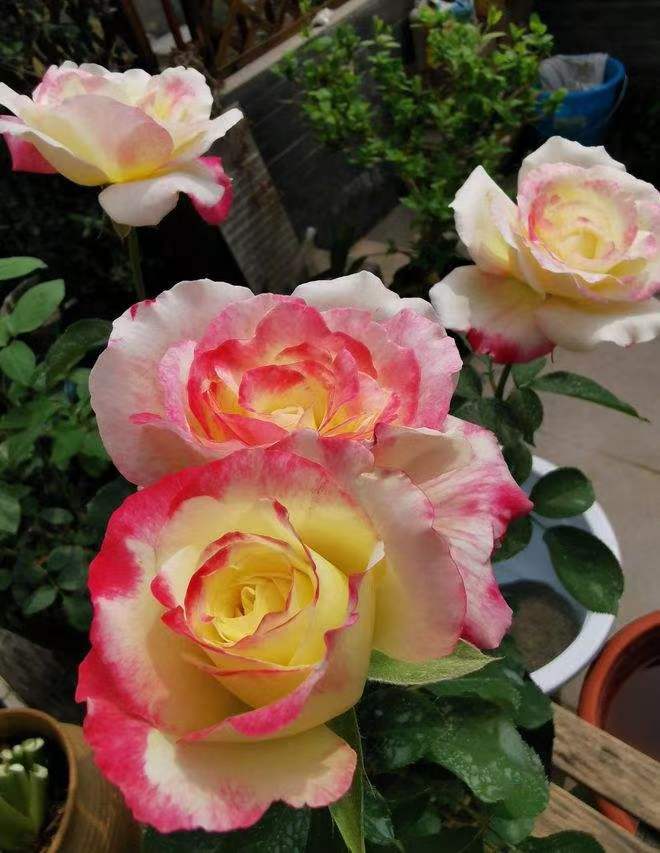 南洋红双喜花开富贵,红双喜双喜临门