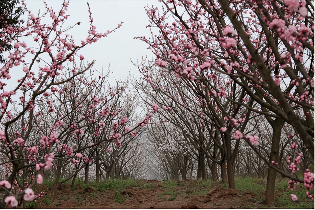 【乡村振兴】发掘杏文化培育杏产业助推乡村振兴——成都市青白江区地方文化服务福洪镇杏花村乡村振兴案例