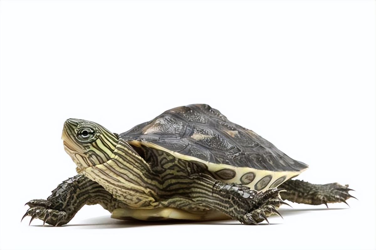 宠物乌龟饲养视频,宠物乌龟饲养方法