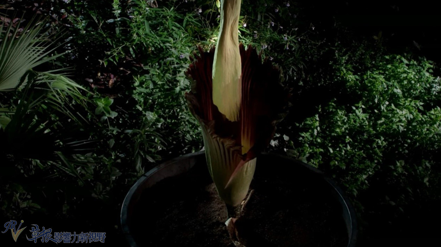 植物比动物厉害,动植物的繁衍方式