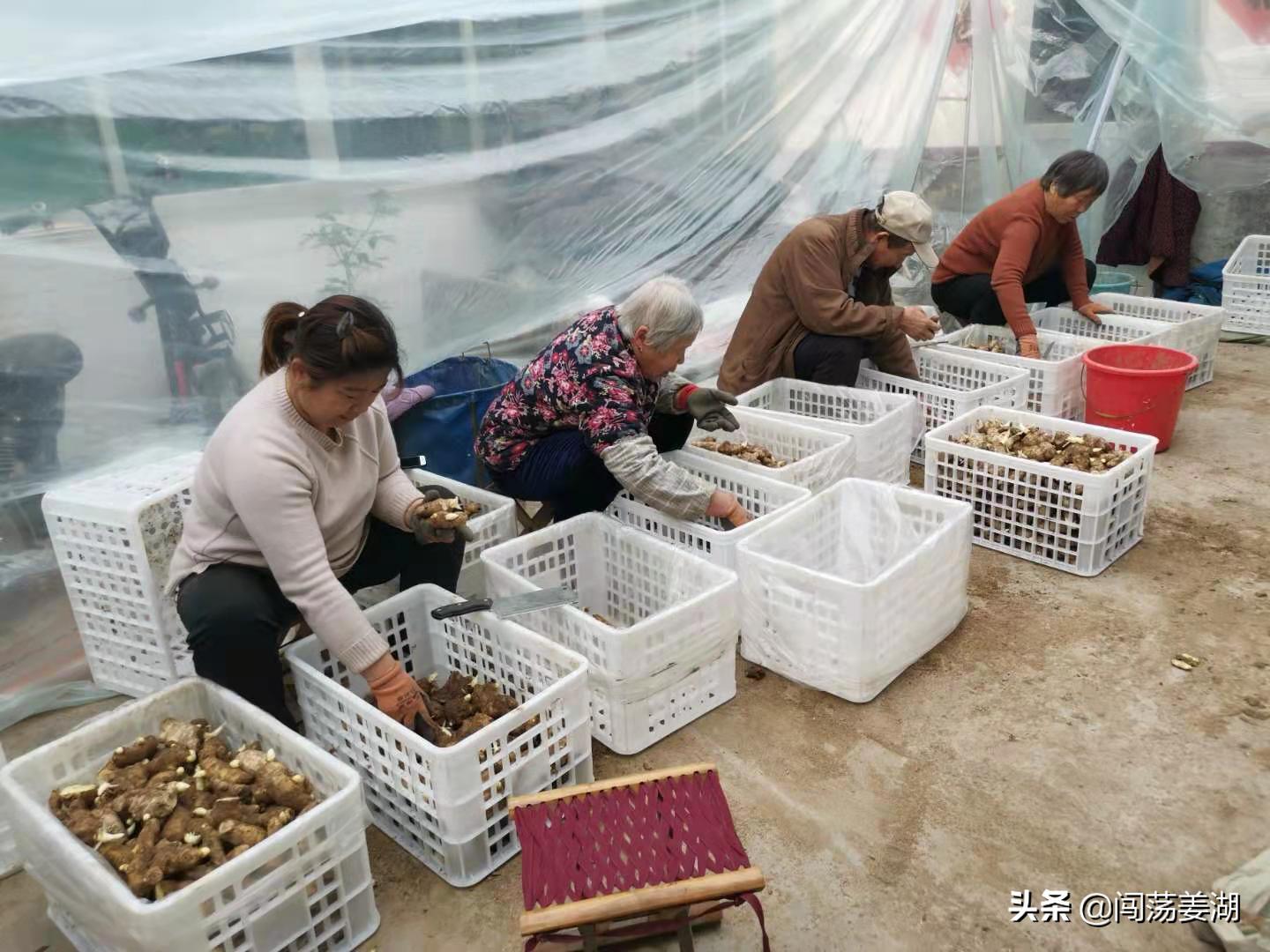 生姜播种越早产量越高这是真的吗,生姜几月份播种最佳时机