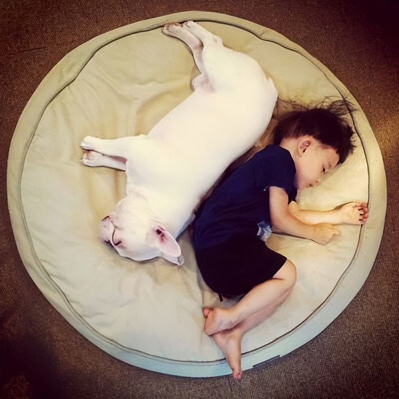 为啥“法斗”越来越受欢迎？宠主：养了看不上其他狗