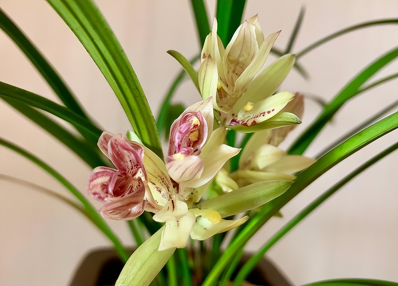 养什么品种的兰花又香又好养,兰花都有哪些常见常养的品种