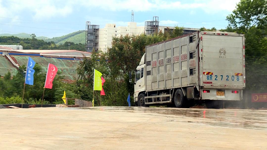 罗定最大的猪场项目,罗定市船步猪场工程