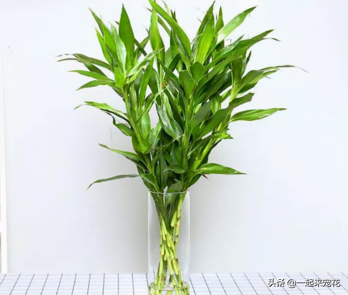 什么花不用晒太阳在家里可以养,家里养什么花不用晒太阳好养