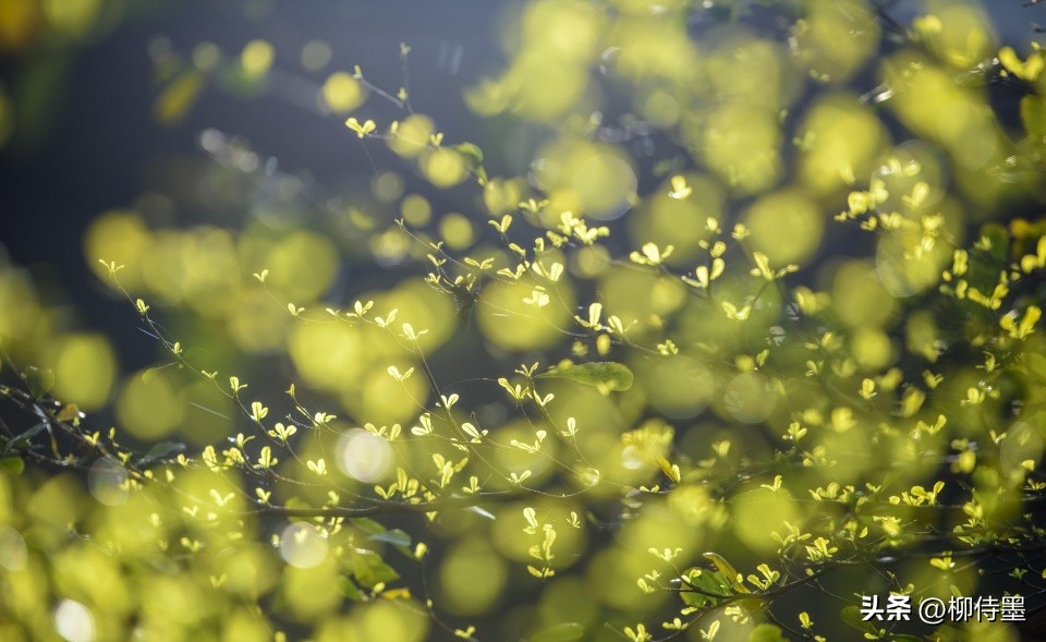 手机专业摄影拍照技巧教程,专业摄影大师拍照技巧