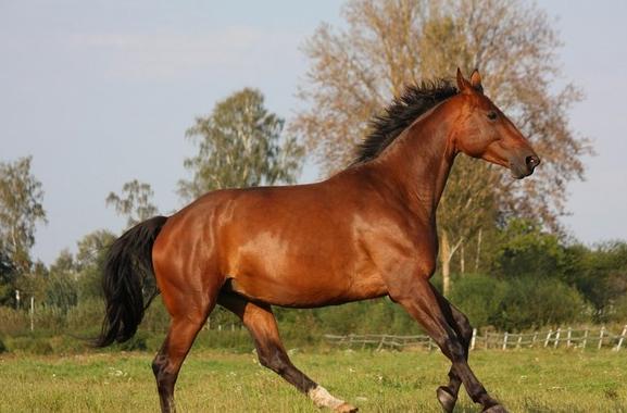 确定全麻手术后马匹心律失常的患病率和性质，评估心律失常的风险