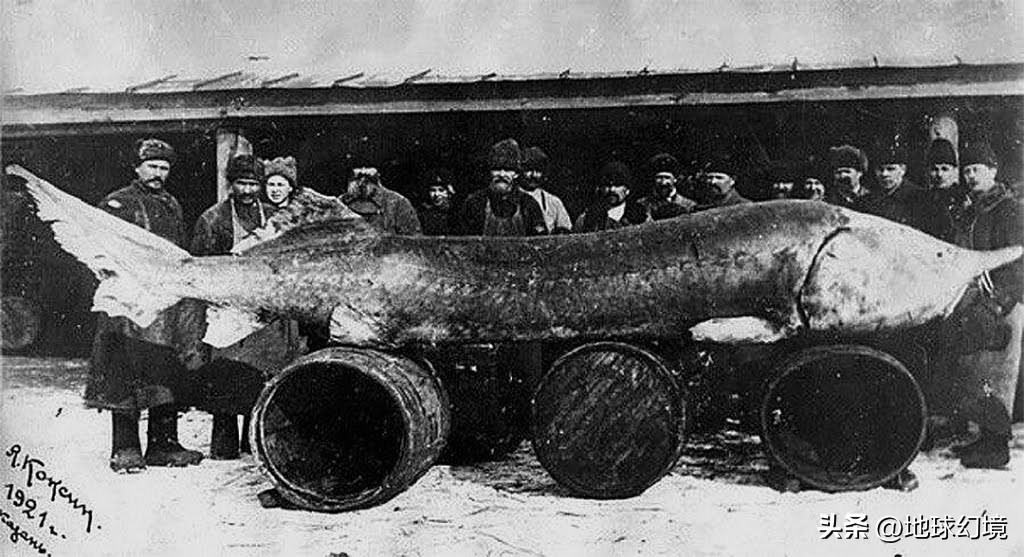 21张罕见动物照：凶狠浣熊攻击鳄鱼，巨大水蛭缠腰一圈