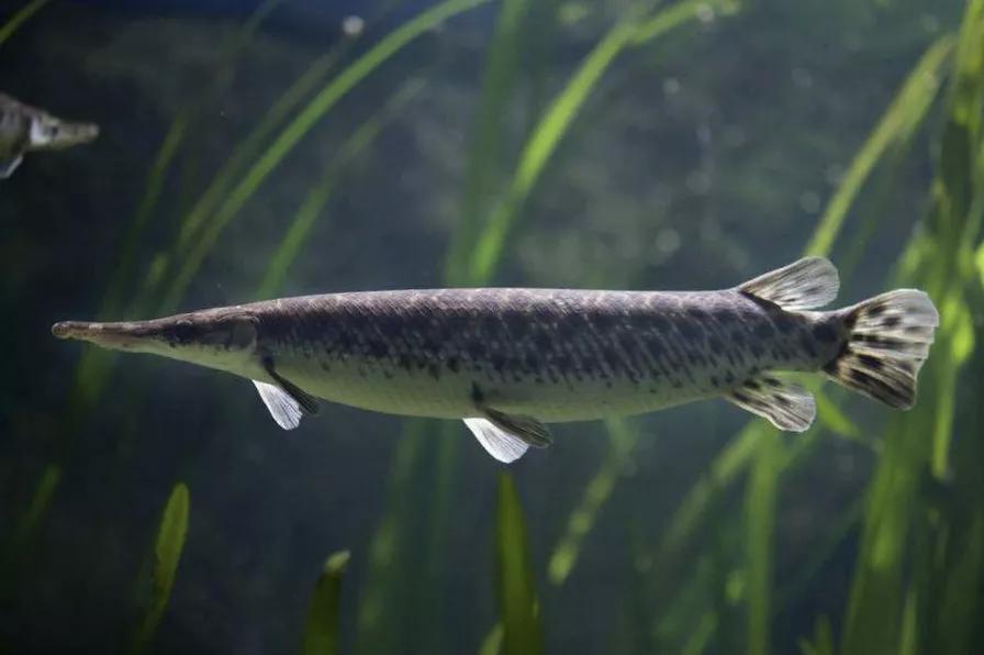 2020年禁养水产类名单,国家禁止放生的鱼类有哪些