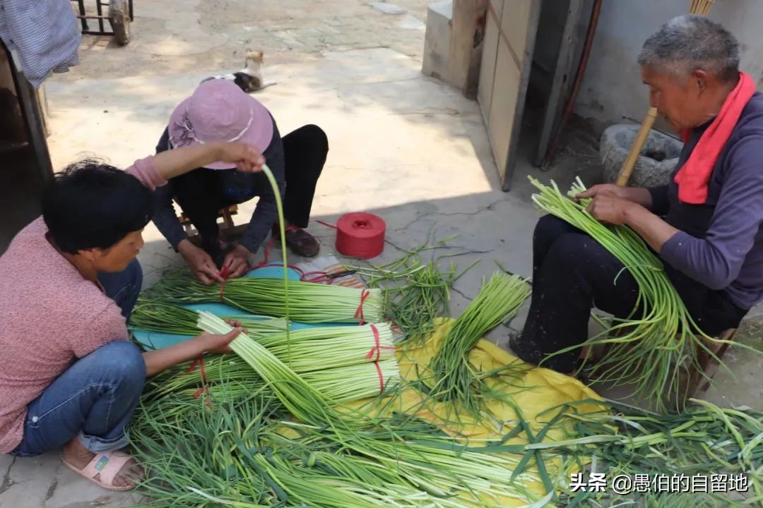 五一快到了农村拔蒜苔,五一劳动节收蒜苔