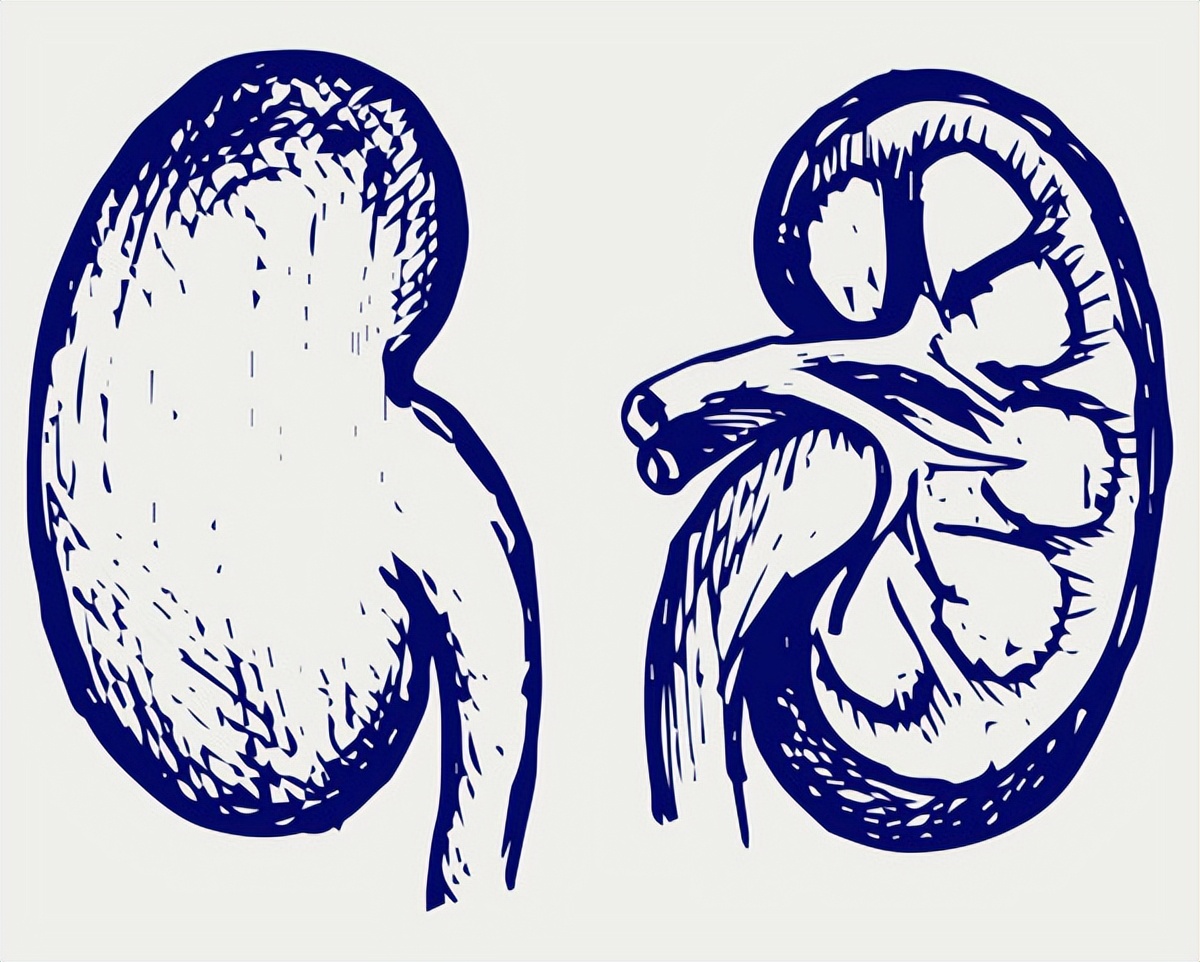 肾虚多久可以自己恢复,肾虚多久才能自己恢复