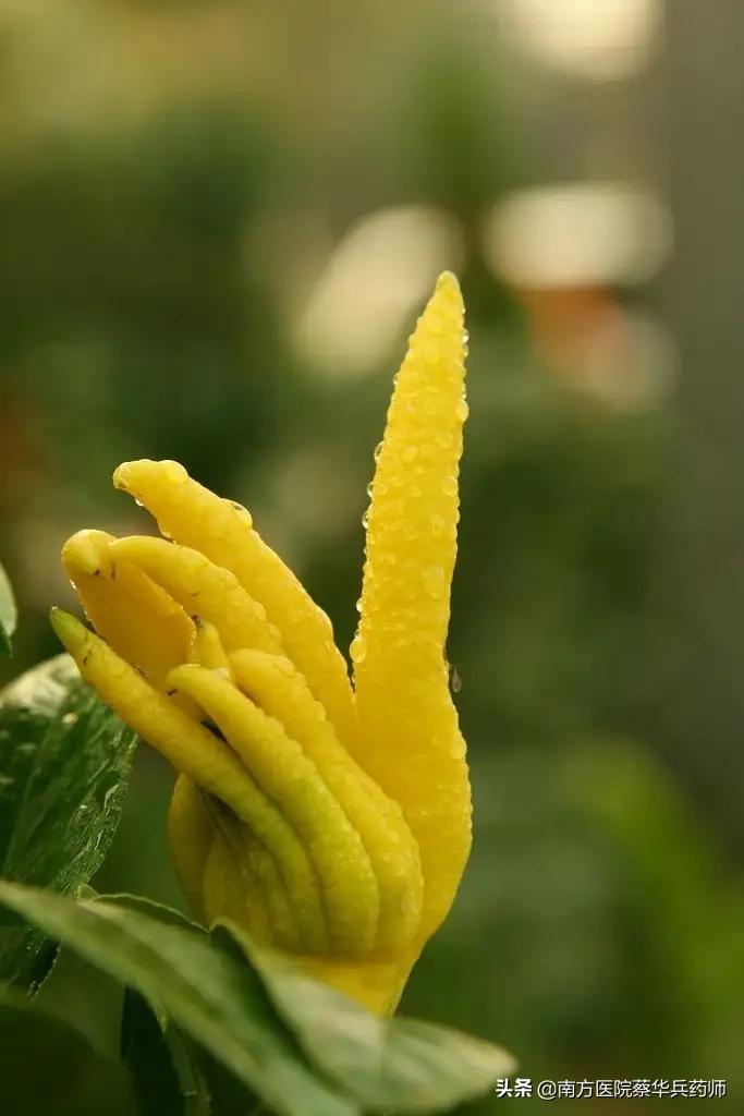 佛手饮对疏肝解郁究竟怎么样,疏肝解郁用佛手郁金哪个好