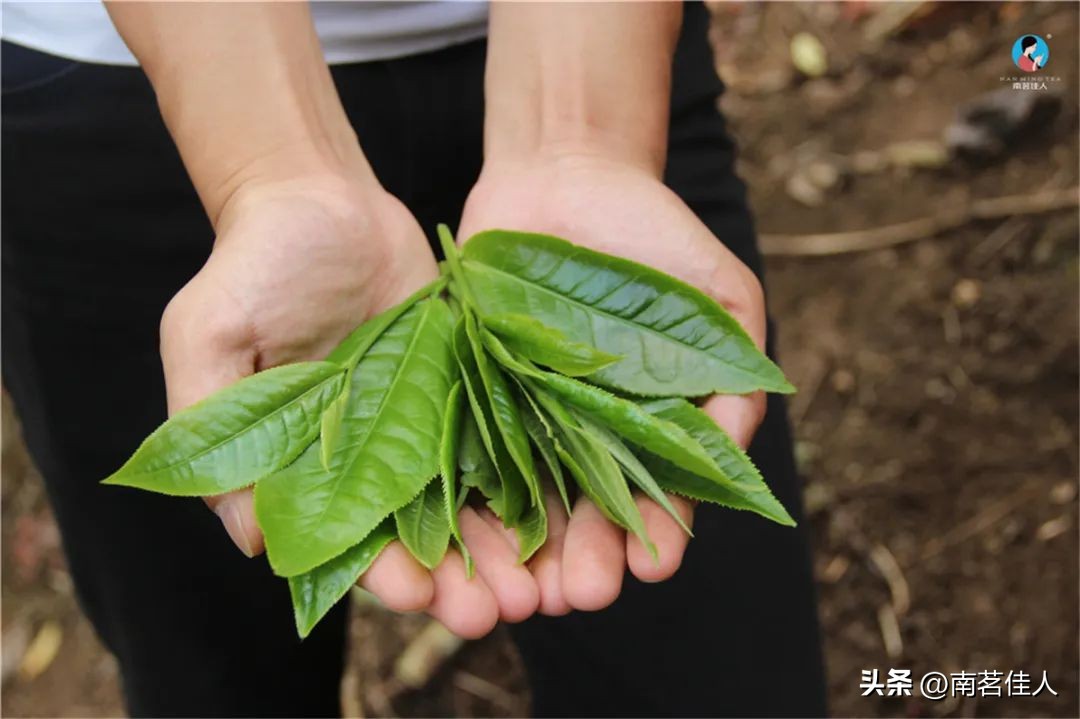 普洱茶一山一味什么意思啊,普洱一山一味是什么味