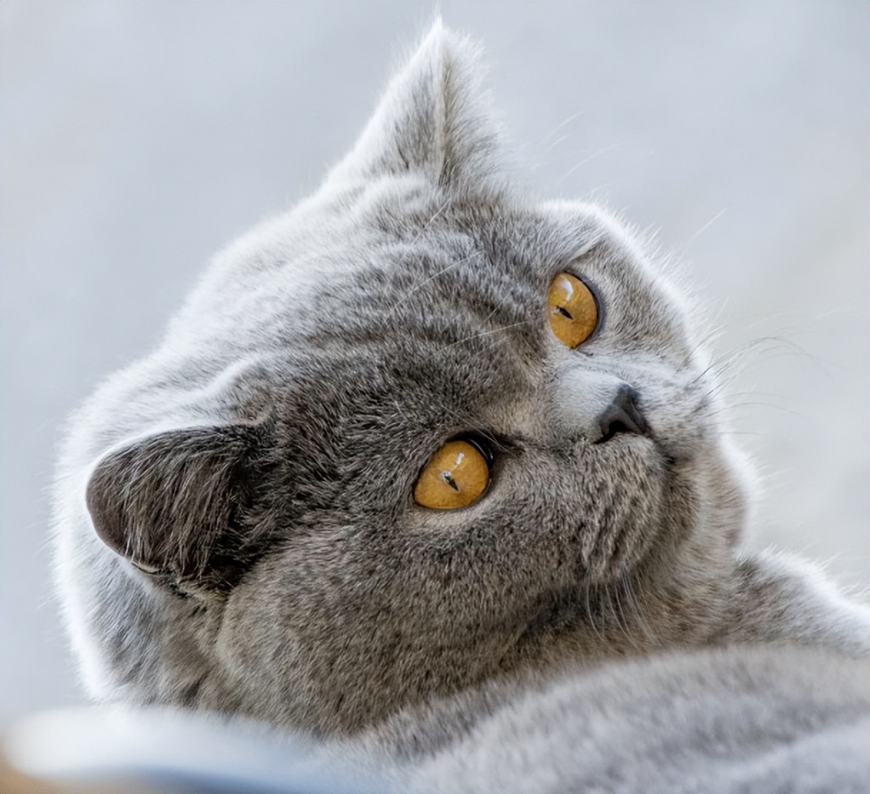 金色短毛猫是什么品种图片及价格,英国短毛猫品种分类标准图片大全