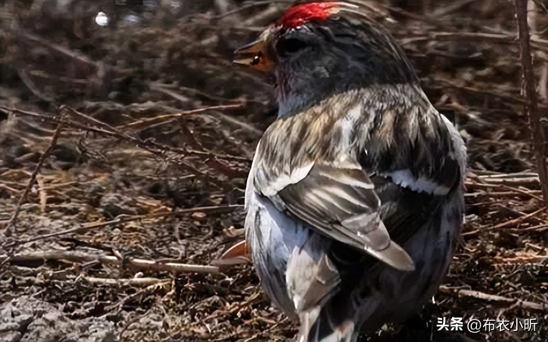 得了鹦鹉热怎么样鹦鹉快速好起来,鹦鹉如何度过三伏天
