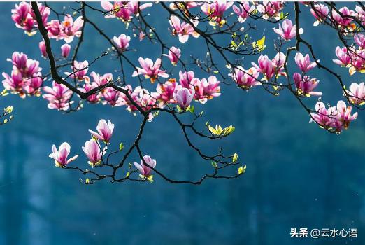 韩愈感春阅读答案及翻译赏析,韩愈感春四首全篇翻译