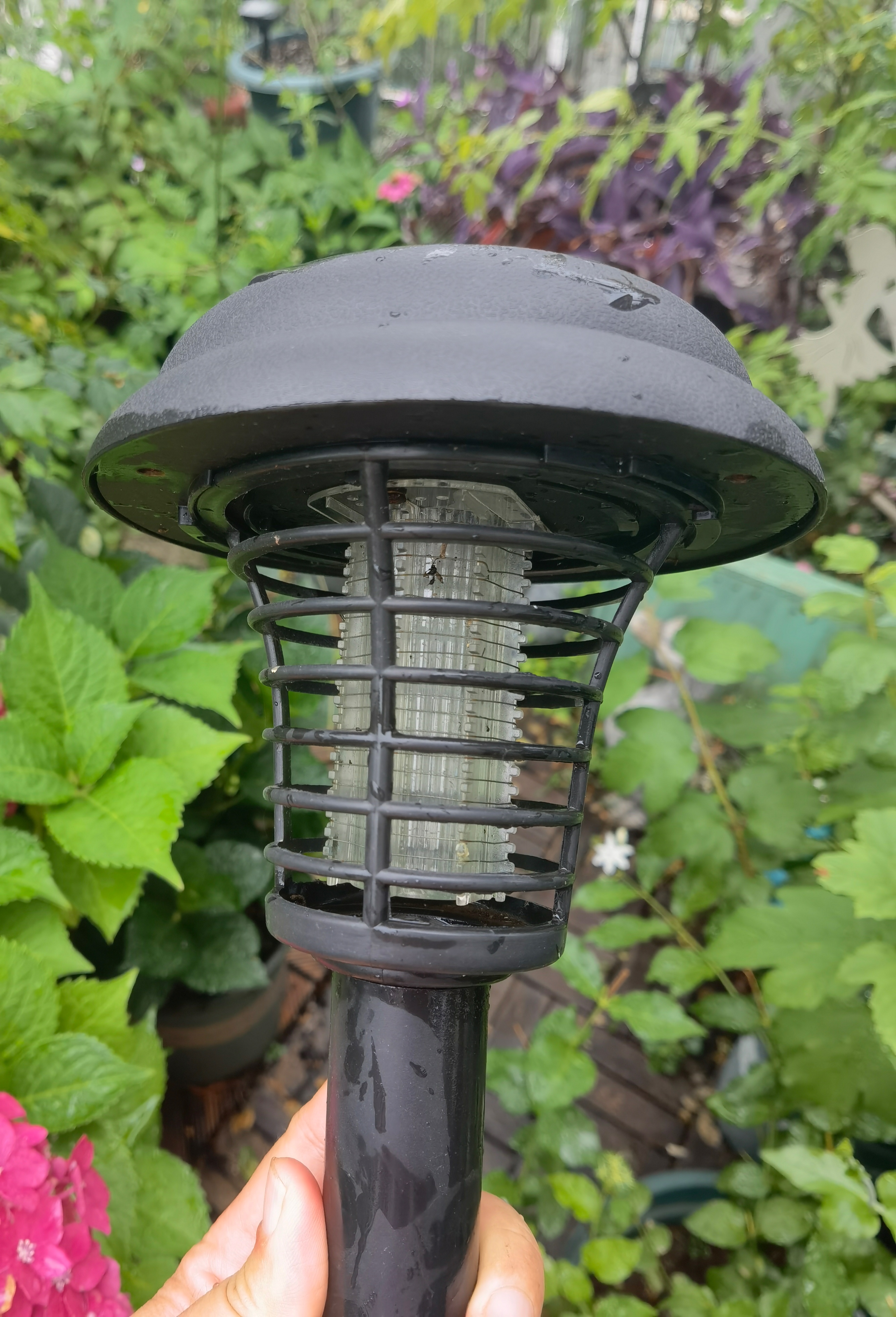 夏季常见驱蚊植物亲测有效,亲测10款驱蚊产品使用报告