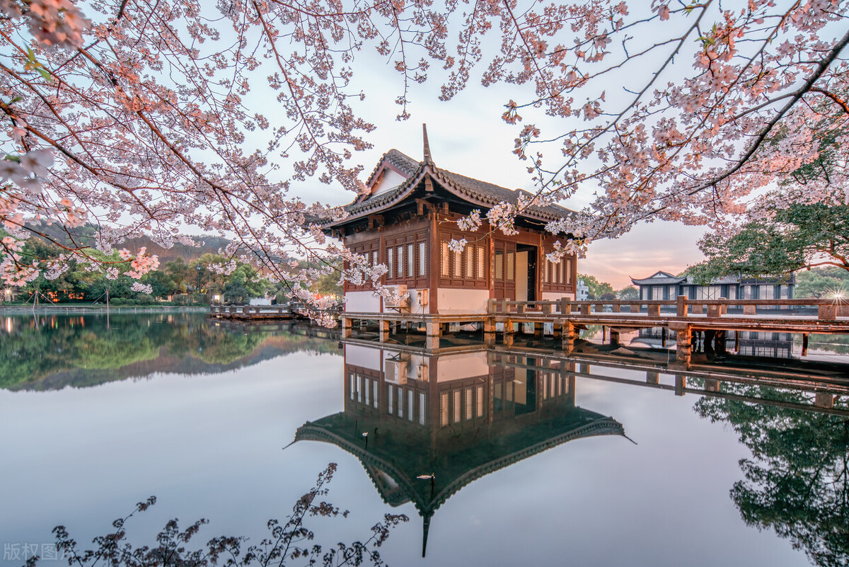 世界赏樱胜地东湖樱园樱花盛开,中国赏樱胜地堪比日本东京
