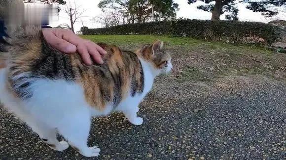 猫咪发情了怎么办？几个小妙招可以舒缓