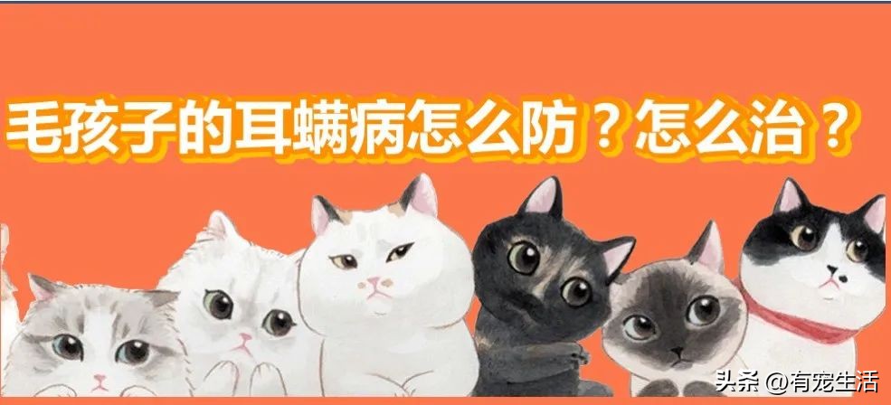 调皮猫咪怎么治,宠物猫调皮怎么办