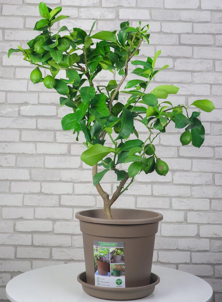 9种“健康花”,客厅一放,吸废气又高档,旺家更旺人