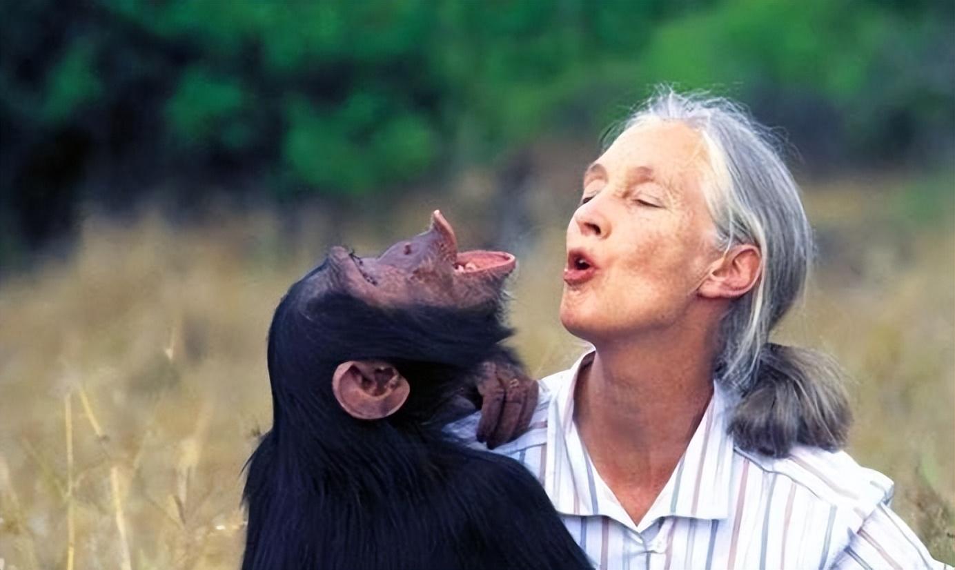 人兽真能杂交？日本批准“人兽杂交嵌合体试验”，福音还是灾难？