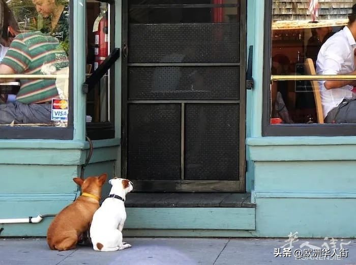 意大利养狗法律法规,意大利动物保护法